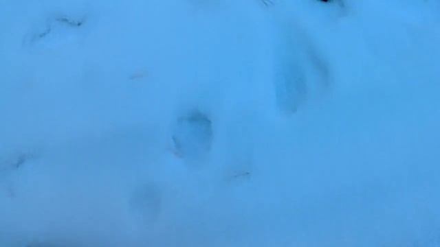 Ловлю зайца на петли. смотреть онлайн