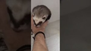 ?Хорек застрял? Опасность для хорька дома. Слабонервным не смотреть.