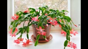 Лесные кактусы.  Род цветов