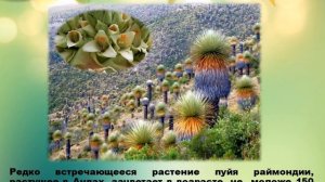 Презентация  « Растения   рекордсмены»