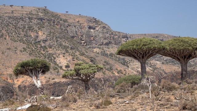 Socotra, Yemen [Amazing Places 4K] смотреть онлайн