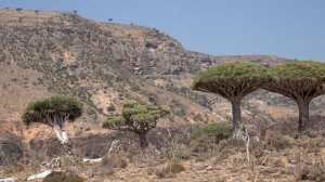 Socotra, Yemen  [Amazing Places 4K]