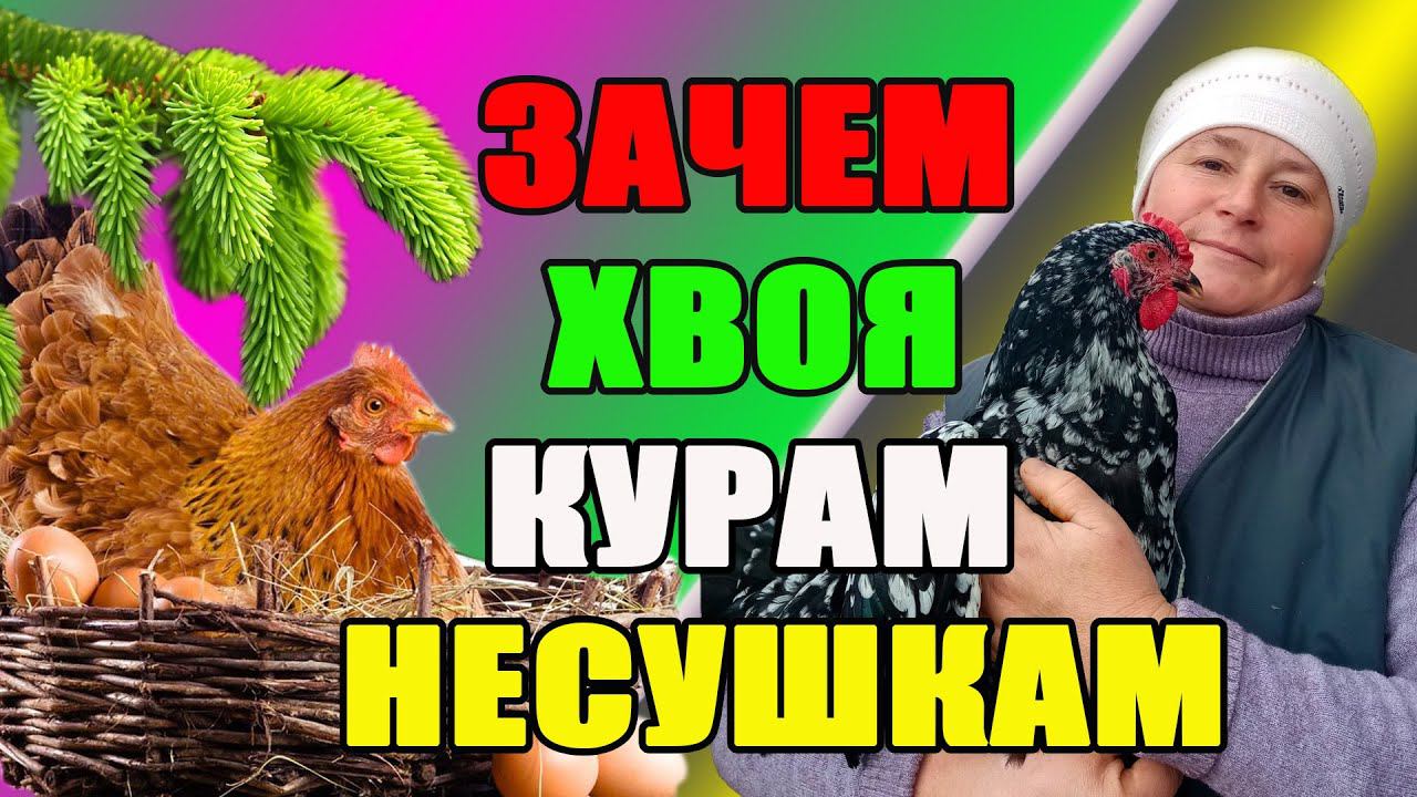 Зачем ХВОЯ курам несушкам. Как добавлять хвою в питание кур и кроликов. смотреть онлайн