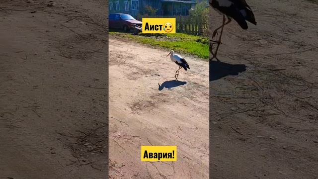 Аист зимует в подсобке #рекомендации #васярыбаков #fishing #деревня ! смотреть онлайн