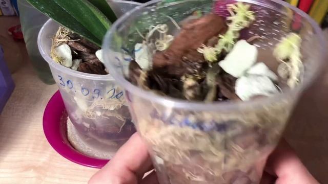 Быстрый простой способ размножения и омоложения орхидей. Результат смотреть онлайн