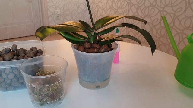 Уход за орхидеями в керамзите || Пересадка, полив, удобрение орхидей в керамзите смотреть онлайн