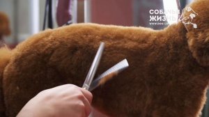 Стрижка той пуделя Теодора в салоне нечеловеческой красоты «Собачья Жизнь»