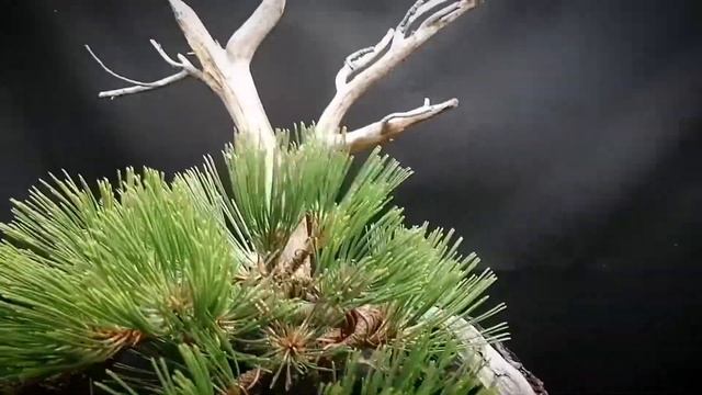 Pinus Nigra Bonsai first touch... смотреть онлайн