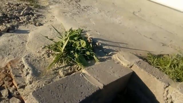 Трава для кур, уток, индюков, какую можно давать