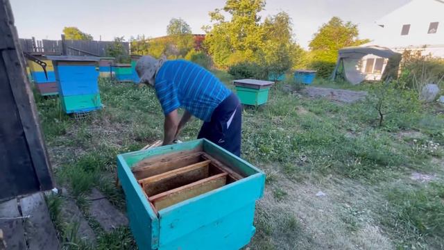 Как правильно должен быть подготовлен улей для новой семьи пчел смотреть онлайн