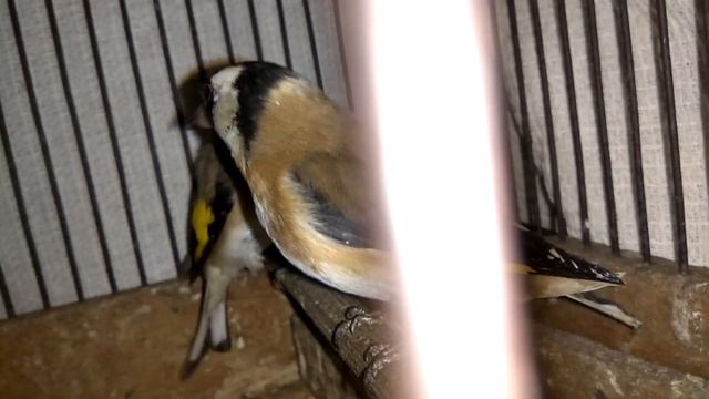 Щеглы на прослушку смотреть онлайн