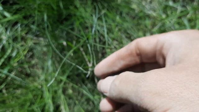 КОП 2022 не всегда удачный хотя монет много. Поиск монет с металлоискателем смотреть онлайн