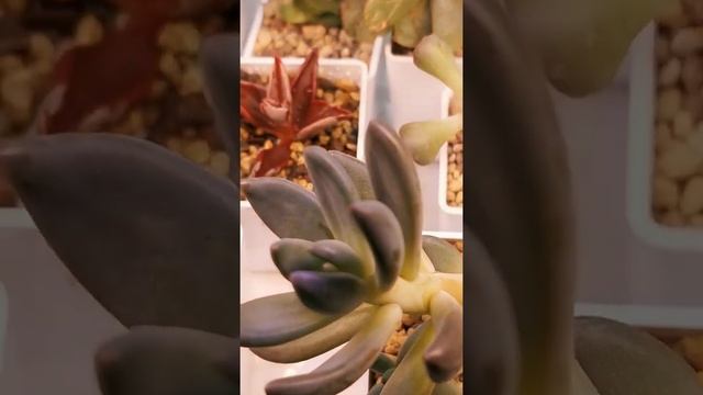 эхеверия кубик фрост через 5 дней обрасла детками смотреть онлайн