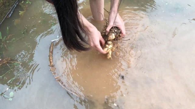 Going to the Market to Sell Turmeric & Eggplant - Pig Care, Building a Farm in 2023 | New Life смотреть онлайн