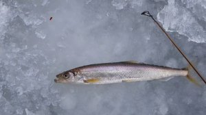 Рыбалка на Камчатке: Открываем сезон корюшки !