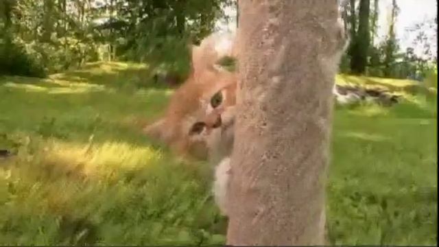 Cats 101: Scottish Fold