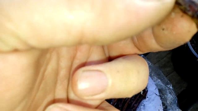 Посадка черенков жимолости Аврора и Восторг смотреть онлайн