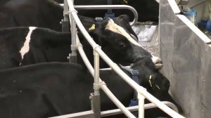 Доильный зал "Карусель" от "Унибокс" (технология Dairymaster)