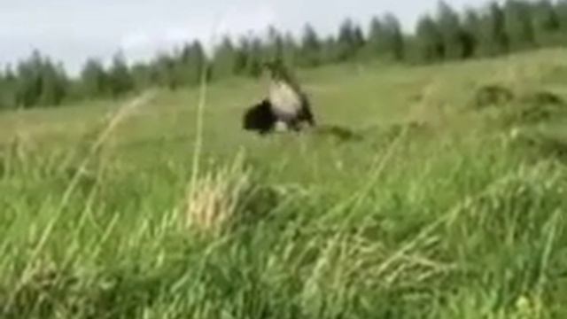 Бордер-Колли в работе!Щенки 89262698000 смотреть онлайн