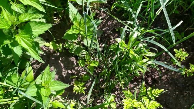 2021-05-22 Обзор посаженной малины и ежевики смотреть онлайн