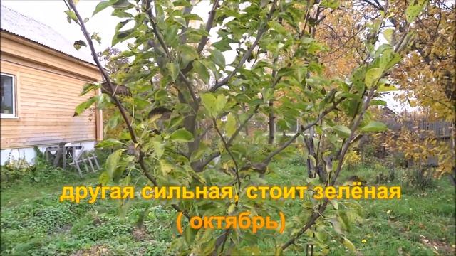 Почему краснеют листья груши? смотреть онлайн
