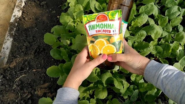 Крестоцветная блошка на редиске - боремся!