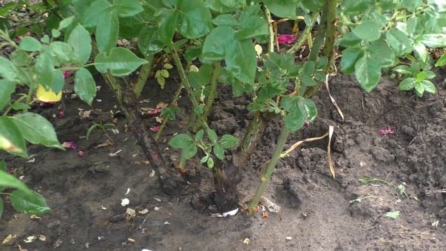 Роза кустовая сорта Baron Girod de L’Ain (Барон Жиро дэ Лен).Видео обзор сорта смотреть онлайн