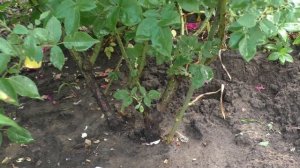 Роза кустовая сорта  Baron Girod de L’Ain (Барон Жиро дэ Лен).Видео обзор сорта