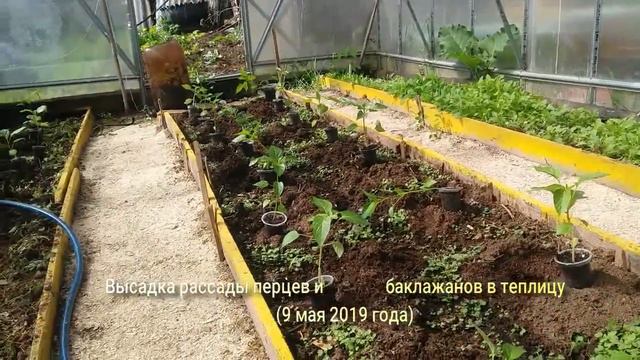 перцы и баклажаны смотреть онлайн