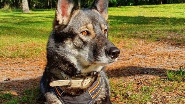 West Siberian Laika - TOP 10 Interesting Facts