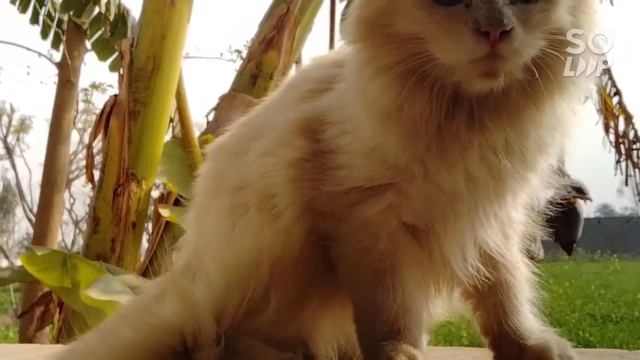 Angry cat Best of 2022 |Angry Cat|funny cat video top video beautiful cat video cat and dog video смотреть онлайн