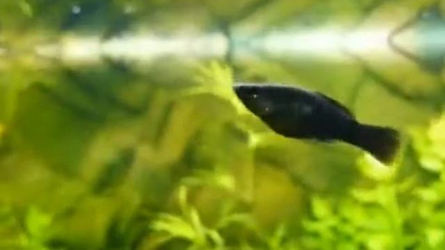 Чёрная моллинезия Тайланд (Black molly Poecilia sphenops) продажа оптом смотреть онлайн