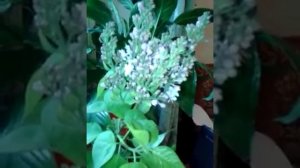 как сохранить букет сирени