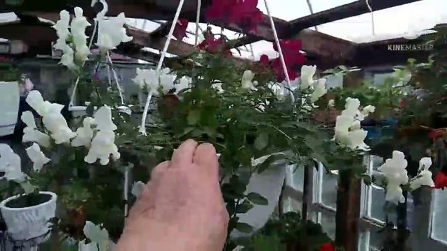 Обзор цветов в горшках и подвесах смотреть онлайн