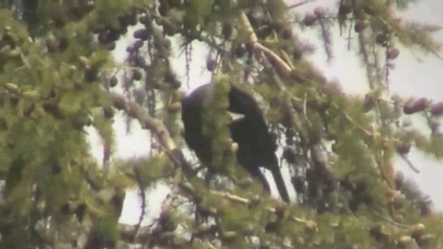 The power of my Canon Legria FS306 Camcorder zoom! смотреть онлайн