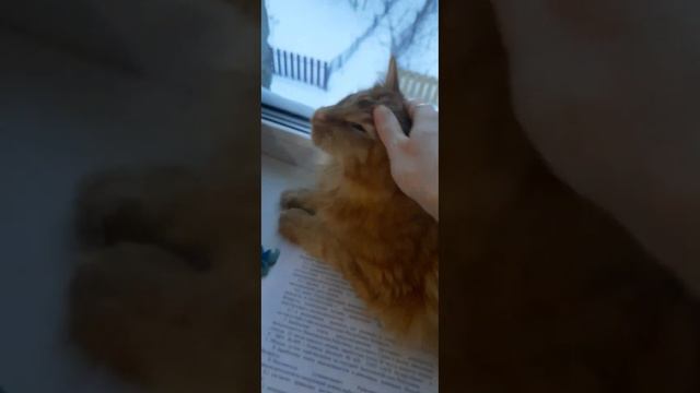 МейнКун❤️НашаЖизнь ❤️Meine Coone ❤️😼Belarus 🇧🇾Заметает. смотреть онлайн