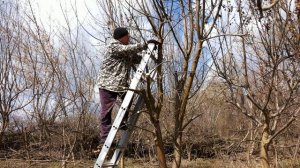 КАК ПРАВИЛЬНО ОБРЕЗАТЬ ЯБЛОНИ КОТОРЫЕ ЗАРОСЛИ ЗА 6 ЛЕТ!! СПАСЕМ ЯБЛОНИ ОТ ЛИШАЙНИКА!!