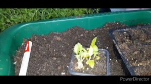 Сохранение и черенкование вербены в зиму.