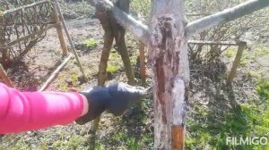 Лечение ран на стволах плодовых деревьев без использования химических замазок?