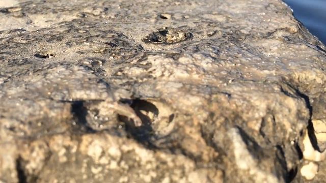 МОРСКИЕ КРЕВЕТКИ ТАГАНРОГ смотреть онлайн