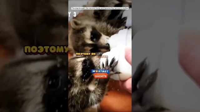 Мужчина нашёл НОВЫХ ДРУЗЕЙ прямо В ЛЕСУ.. Было интересно😱 смотреть онлайн