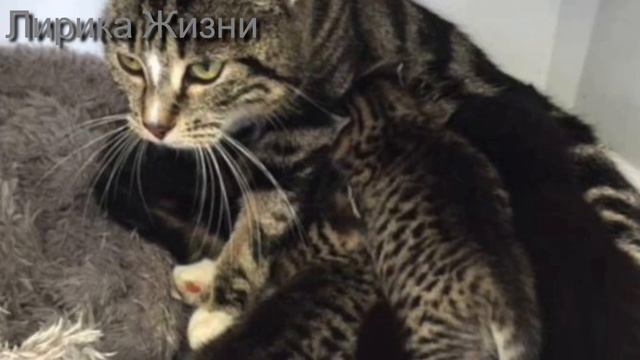 Поступок этой Мамы Кошки шокировал Ветеринаров смотреть онлайн