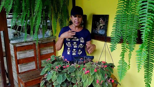Tudo sobre a Episcia ou Tapete de Rainha/ dicas de cultivo e como fazer replante смотреть онлайн