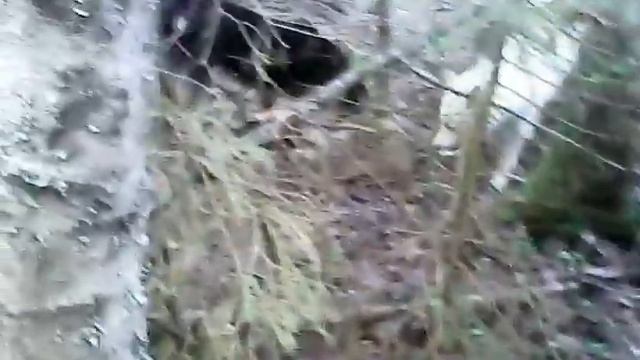 Еще енот смотреть онлайн