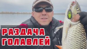 Голавль на спиннинг. Ловля голавля на блесну осенью