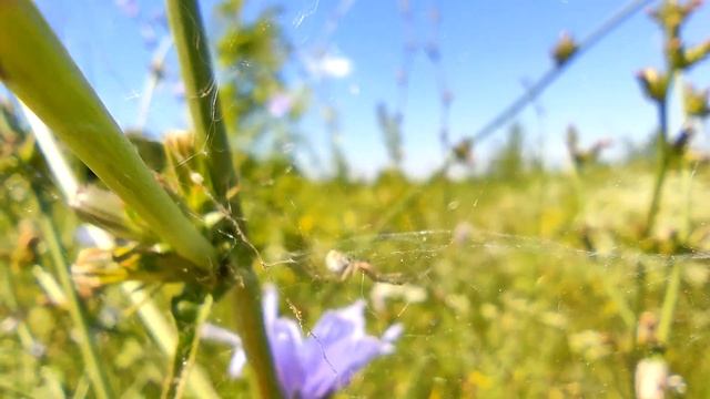 В поисках пауков и насекомых 2022