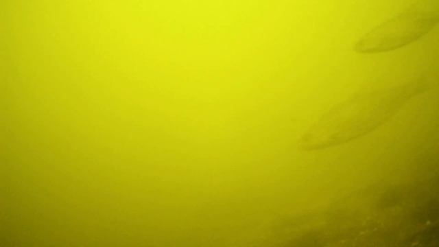 КАКАЯ Рыба ПЛАВАЕТ под БЕРЕГОМ? ПОДВОДНАЯ СЪЁМКА Зимой смотреть онлайн