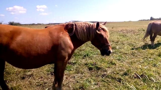 Починаємо запрягати коней!!! смотреть онлайн