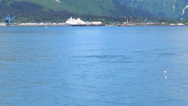 Humpback Whales Bubble Net Feeding Alaska