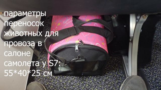 КАК ПЕРЕВЕЗТИ КОШЕК В КАЛИНИНГРАД смотреть онлайн